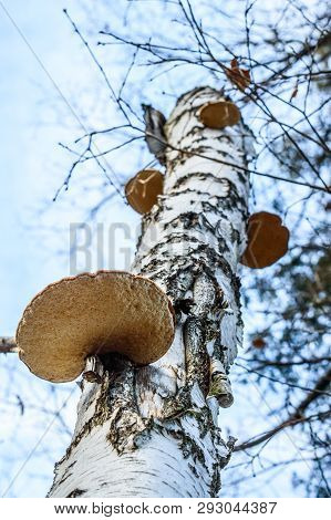 Fomes Fomentarius Common Hubiak Growing On A Birch Tree
