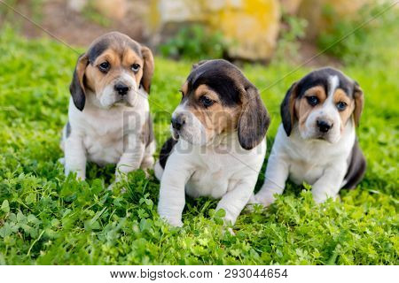 Three pupies together on the grass in the garden