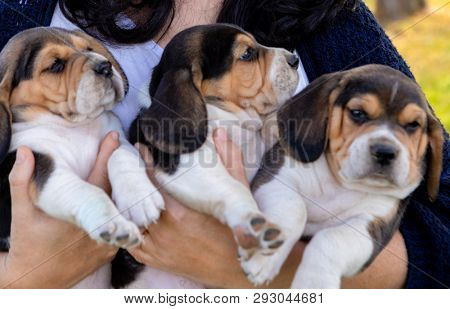 Vet woman holding three beautiful pupies outside.