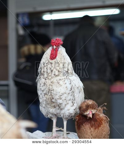 흰 수 탉
