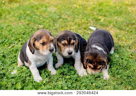 Three pupies together on the grass in the garden