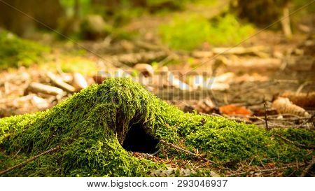 An Animal Burrow In The Forest Covered With Moss, A Warm Sunny Day.