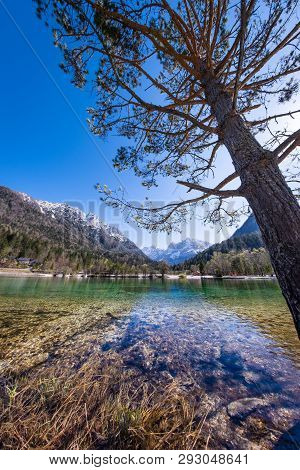 Tree On Lake Jasna With Mountains Razor And Prisojnik On The Horizont In Slovenia
