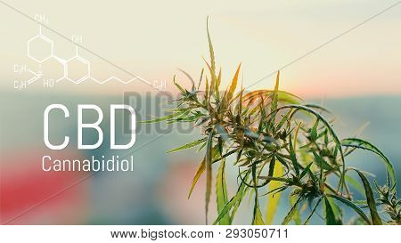 Image Cannabis Of The Formula Cbd. Marijuana Field During Sunset. Medical Antispasmodic Cannabis. He