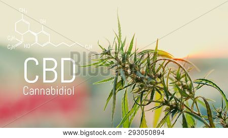 Image Cannabis Of The Formula Cbd. Marijuana Field During Sunset. Medical Antispasmodic Cannabis. He