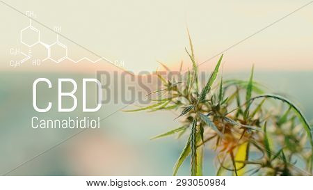 Image Cannabis Of The Formula Cbd. Marijuana Field During Sunset. Medical Antispasmodic Cannabis. He