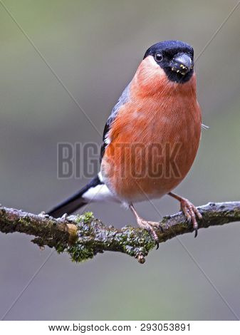 Male Bullfinch Perching On A Branch In Local Woodlands