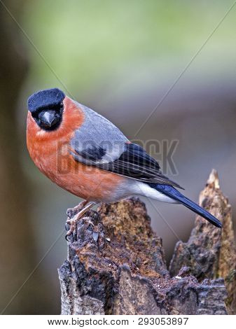 Male Bullfinch Perching On A Branch In Local Woodlands