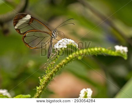 A Glass Wing Butterfly Feeding On A Flowerhead
