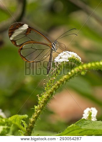 A Glass Wing Butterfly Feeding On A Flowerhead