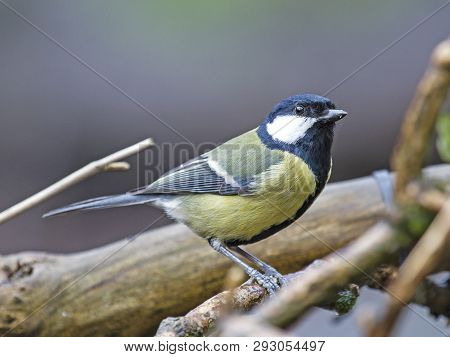 Great Tit Perching On Branch In Local Woodlands
