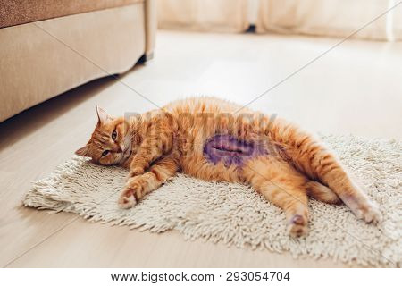 Cat Recovering After Sterilization And Anesthesia At Home. Pet Has Many Stiches On Belly After Pyome