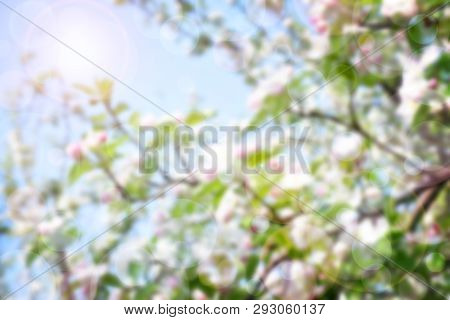 Blurred Background. Cherry Blossom Spring Background. Beautiful Spring Tender Flowers Blossom. Sprin
