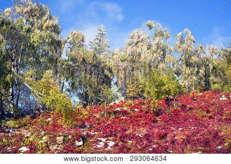 Sokilsky Ridge Above Kosiv, Prykarpattya Autumn. Forest Of Beech And Birch Spruce Beautiful Colorful