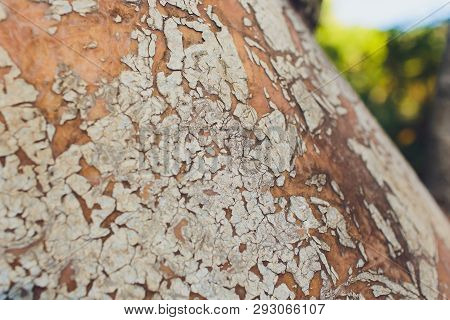 The Old Part Of The Tree Trunk On Which A Part Of The Bark Has Burst And A Part Of The Crust Has Bee