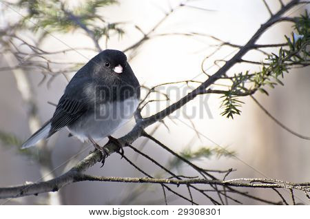 Dark-eyed Junco empoleirado na neve