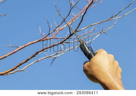 Gardener Pruning Trees With Pruning Shears On Nature Background.