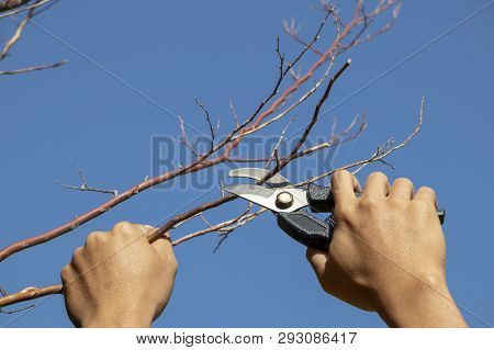 Gardener Pruning Trees With Pruning Shears On Nature Background.