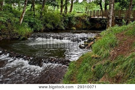 Small Footbridge Across Wooded Creek