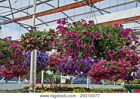 Haning Flower Baskets In Greenhouse
