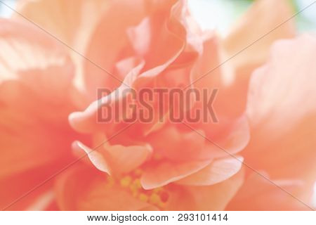 Orange Shoe Flower Or Chinese Rose With Sunlight. Close Up Blurred Full Frame Of Hibicus Hybrid Use 