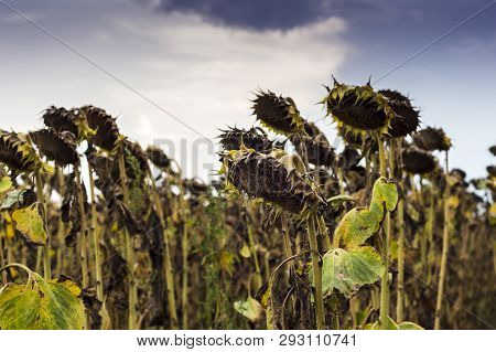 Field Of Dry Sunflowers In Moldavia, Romania