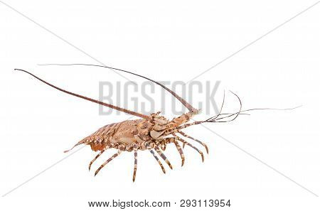 Lobste Isolated On White Background With Clipping Path , Dry-specimen Animal Marine.
