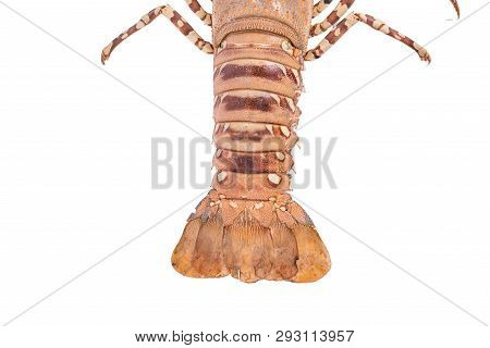 Lobste Isolated On White Background With Clipping Path , Dry-specimen Animal Marine.