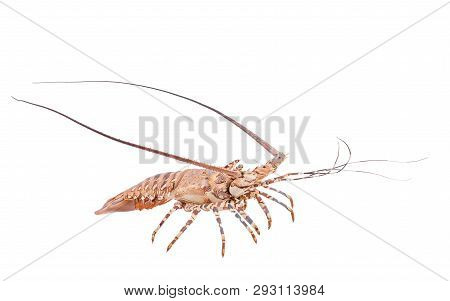 Lobste Isolated On White Background With Clipping Path , Dry-specimen Animal Marine.