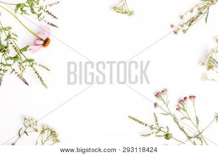 Echinacea, Yarrow, Medicinal Herbs Background, Flat Lay, Top View