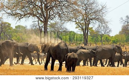 Herd Of Elephants And Zebra On African Plains.  Some Elephants Are Spraying Dust Over Themselves To 