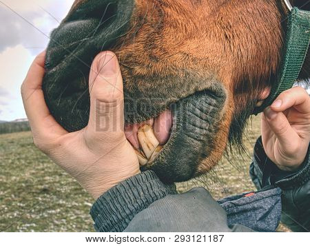 Brown Horse Head In Woman Hand. Calm Horse Baring Teeth. Dark Teeth Of A Horse