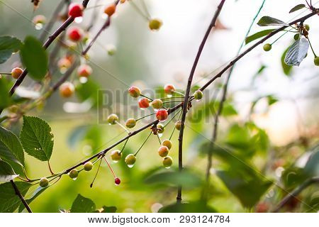 Ripening Cherries On The Branch Of Cherry Tree In Summer Garden