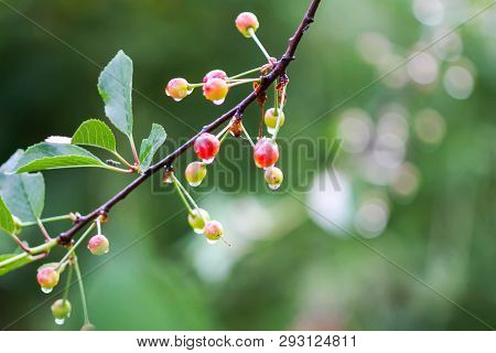Ripening Cherries On The Branch Of Cherry Tree In Summer Garden