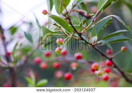 Ripening Cherries On The Branch Of Cherry Tree In Summer Garden