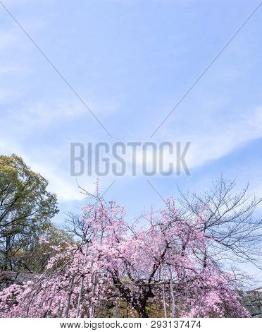 Beautiful Cherry Blossoms Sakura Tree Bloom In Spring In The Castle Park, Copy Space, Close Up, Macr