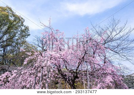 Beautiful Cherry Blossoms Sakura Tree Bloom In Spring In The Castle Park, Copy Space, Close Up, Macr