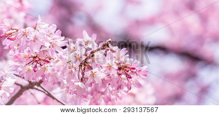 Beautiful Cherry Blossoms Sakura Tree Bloom In Spring In The Castle Park, Copy Space, Close Up, Macr
