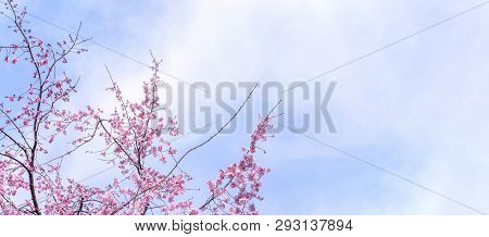 Beautiful Cherry Blossoms Sakura Tree Bloom In Spring In The Castle Park, Copy Space, Close Up, Macr