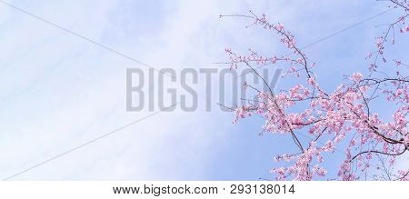 Beautiful Cherry Blossoms Sakura Tree Bloom In Spring In The Castle Park, Copy Space, Close Up, Macr