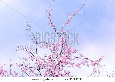 Beautiful Cherry Blossoms Sakura Tree Bloom In Spring In The Castle Park, Copy Space, Close Up, Macr