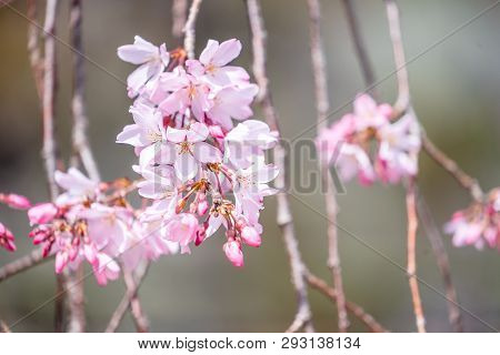 Beautiful Cherry Blossoms Sakura Tree Bloom In Spring In The Castle Park, Copy Space, Close Up, Macr