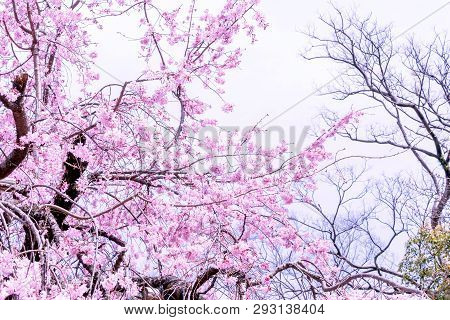 Beautiful Cherry Blossoms Sakura Tree Bloom In Spring In The Castle Park, Copy Space, Close Up, Macr