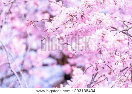 Beautiful Cherry Blossoms Sakura Tree Bloom In Spring In The Castle Park, Copy Space, Close Up, Macr