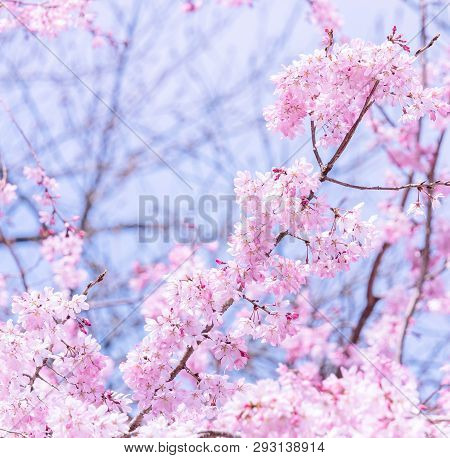 Beautiful Cherry Blossoms Sakura Tree Bloom In Spring In The Castle Park, Copy Space, Close Up, Macr