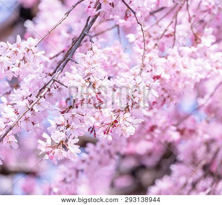 Beautiful Cherry Blossoms Sakura Tree Bloom In Spring In The Castle Park, Copy Space, Close Up, Macr