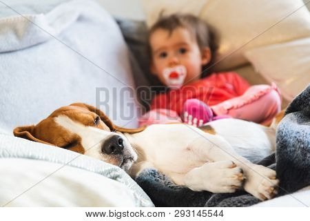Beagle Dog Sleeps On Couch In Foreground. Baby Girl In Red Shirt Sitting In Background With Soother 