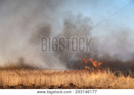 Wild Fire, Burning Cane In The Slough. Nature Disaster: Dry Bog At The Lake Caught In Flames Of Fire