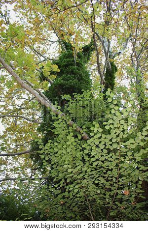 Dense Forest Next To The Agios Nikolaos Park Naousa Greece