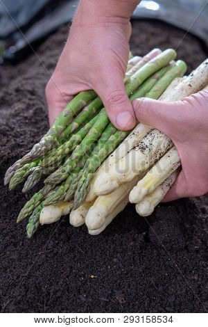 Hands With New Harvest Of  White And Green Asparagus Vegetable In Spring Season, Asparagus Growing U